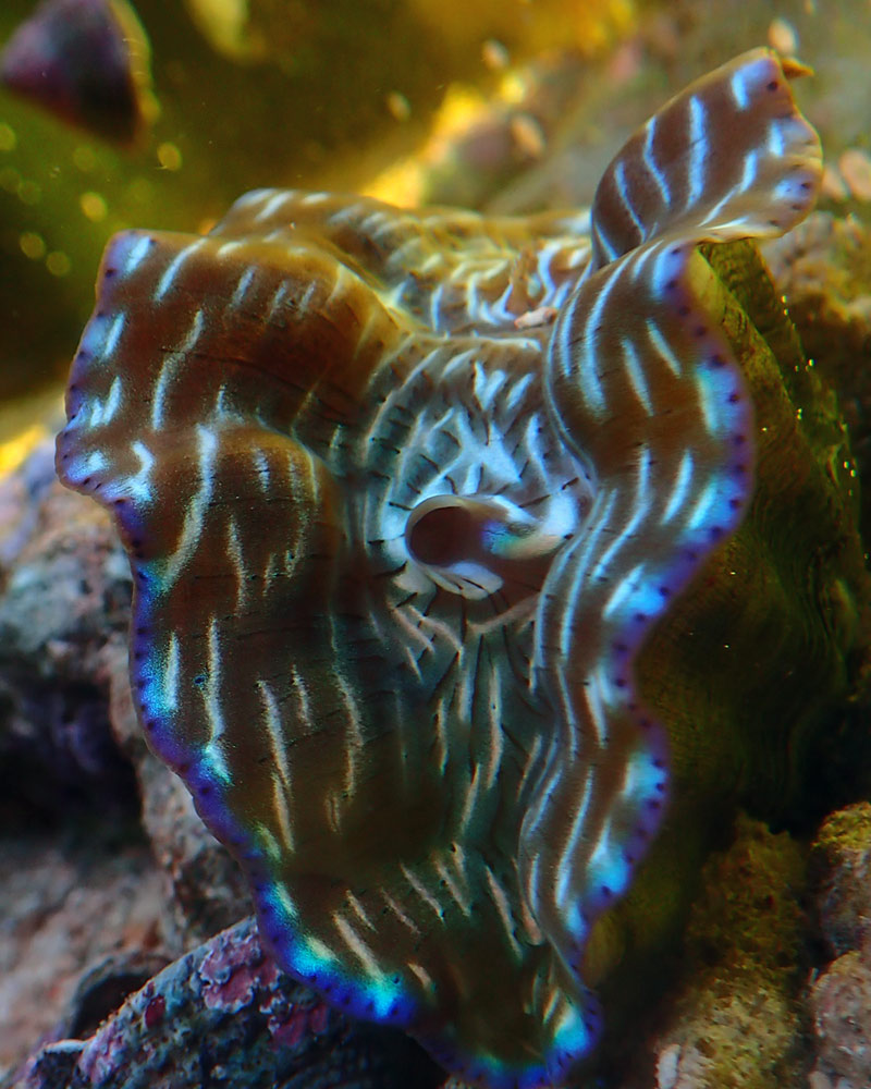 clam1.jpg