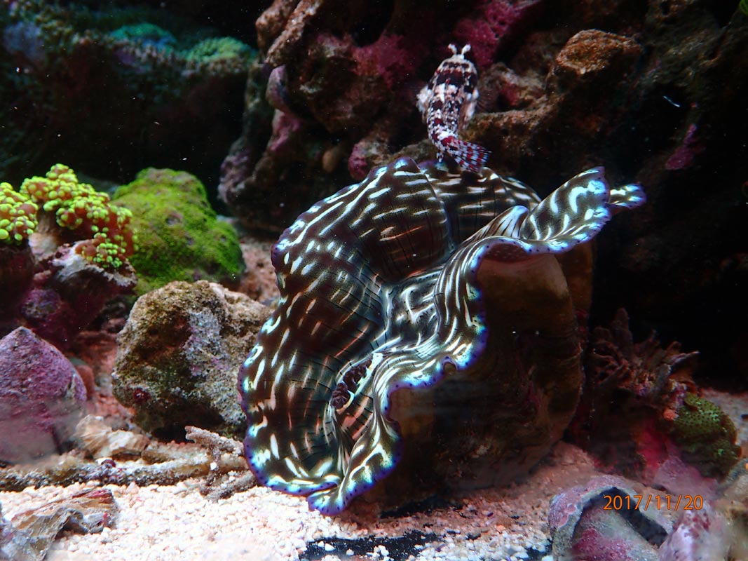 clam1.jpg