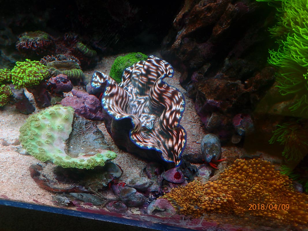 clam1.jpg