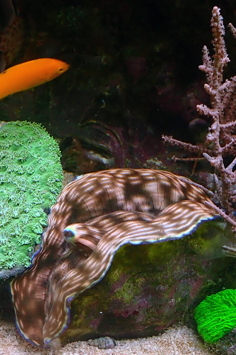 clam1.jpg