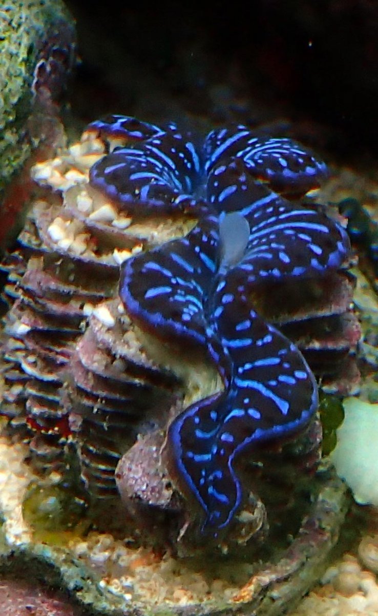 clam1.jpg
