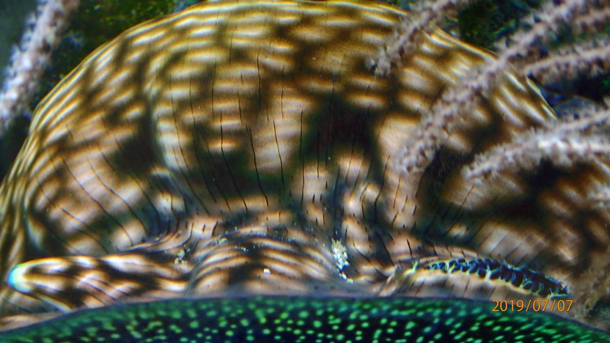 clam2.jpg