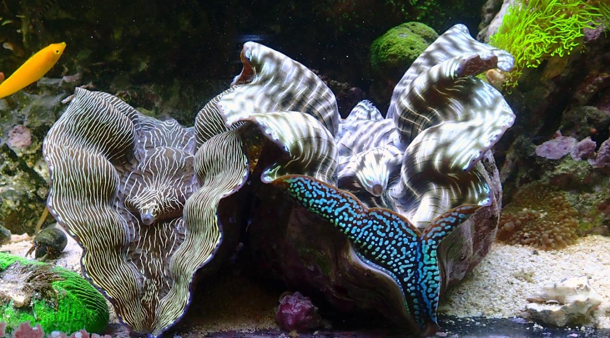 clam2.jpg