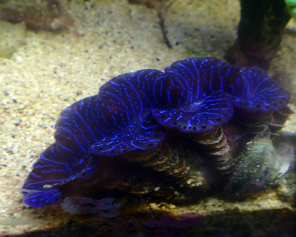 clam2.jpg