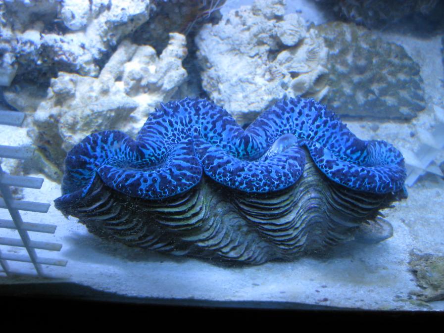 clam2.jpg