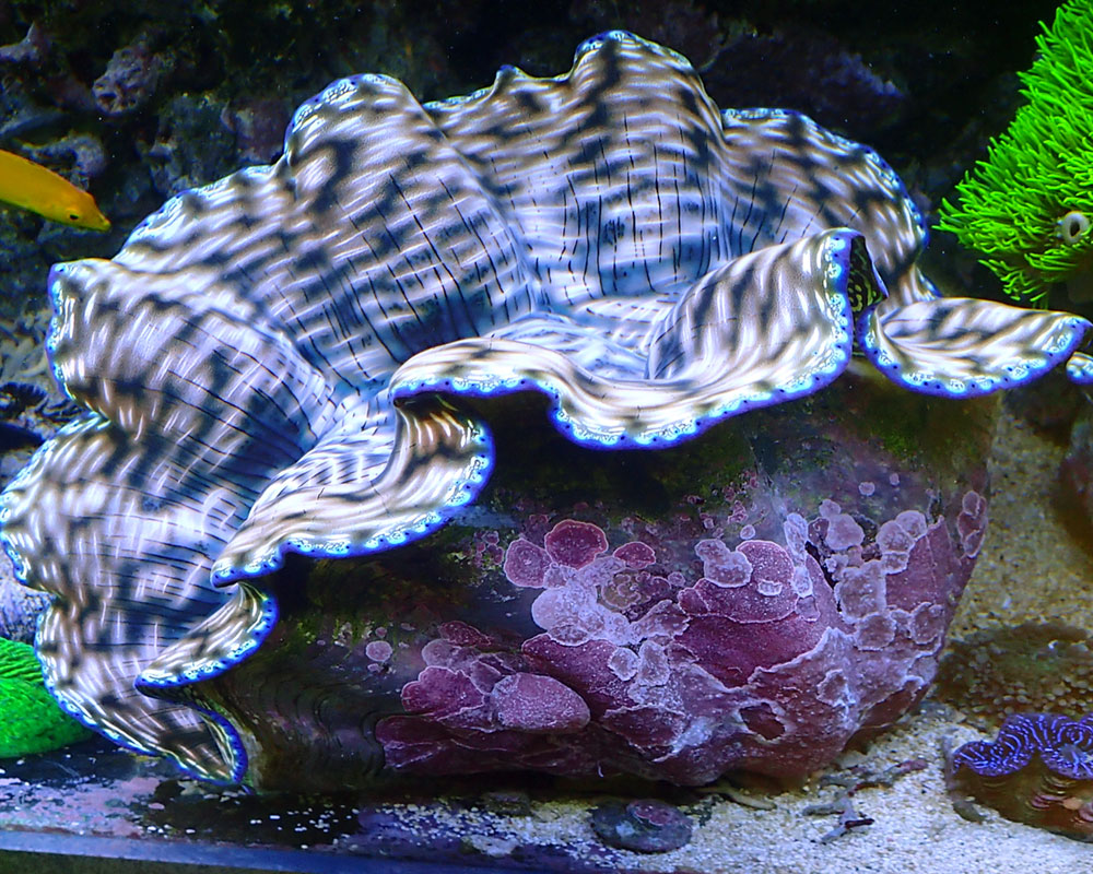 clam2-.jpg