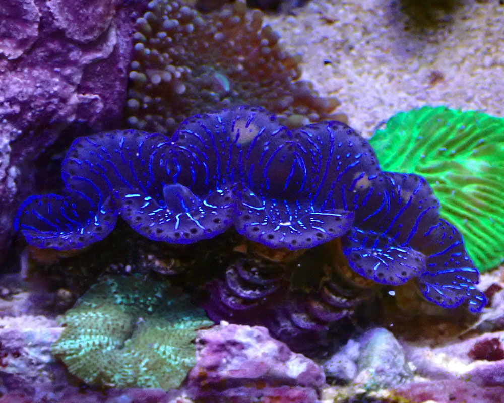 clam2.jpg