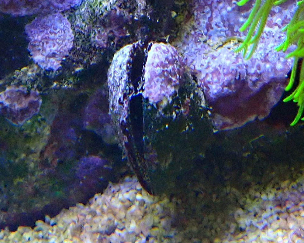 clam2.jpg