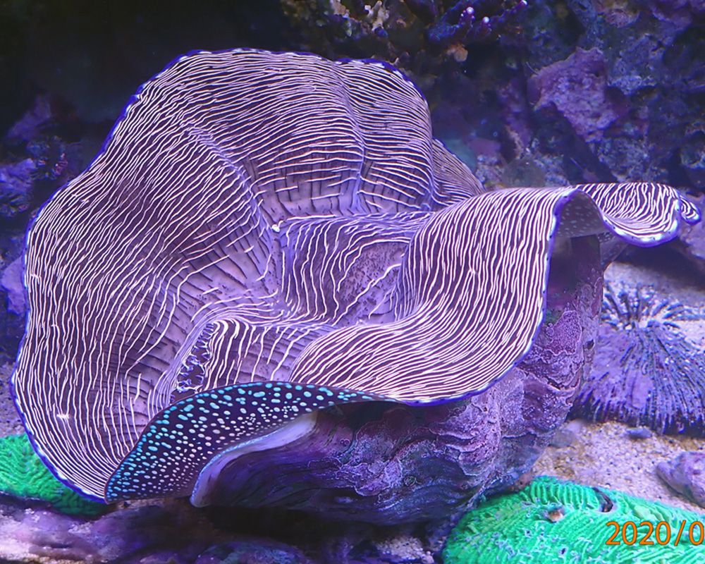 clam2.jpg