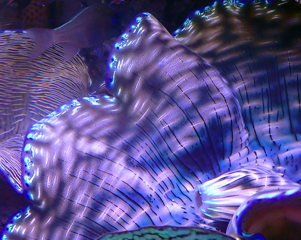 clam2.jpg