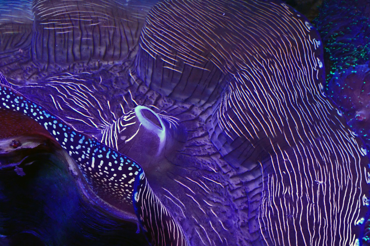 Clam2.jpg