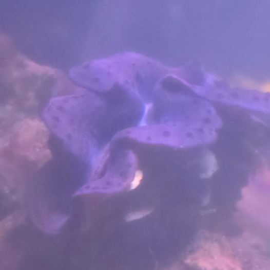 clam2.JPG