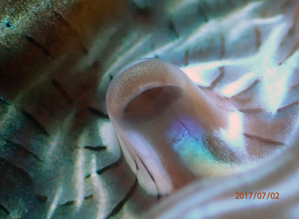 clam2.jpg
