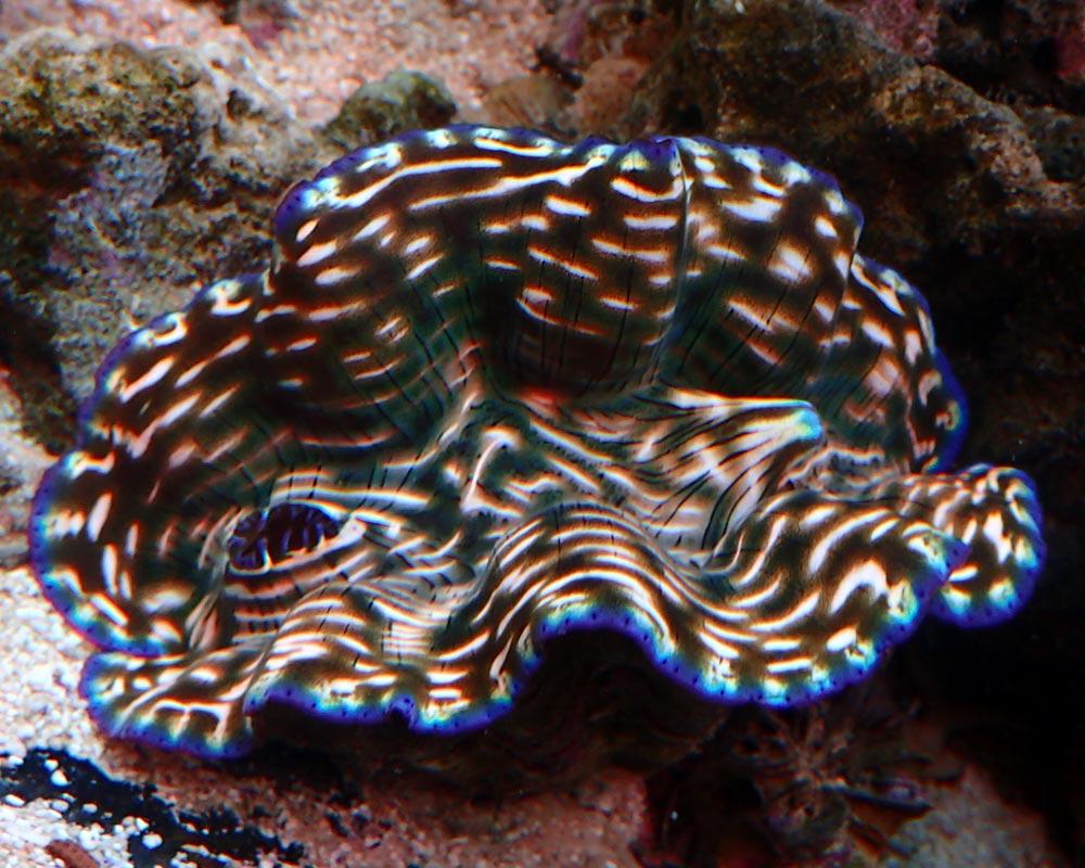 clam2.jpg