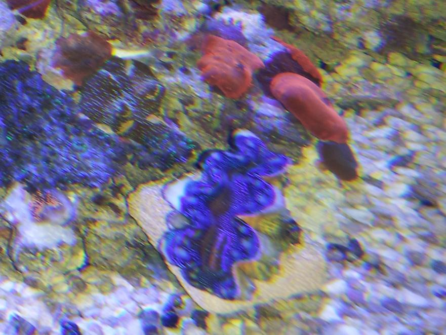 Clam2.jpg