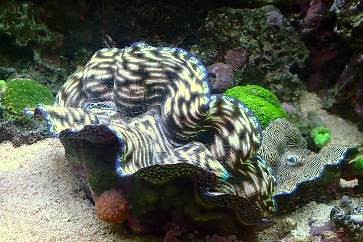 clam2.jpg