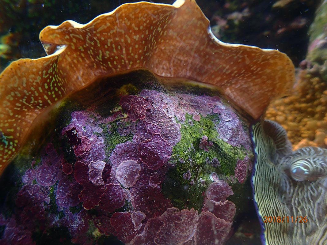 clam2.jpg