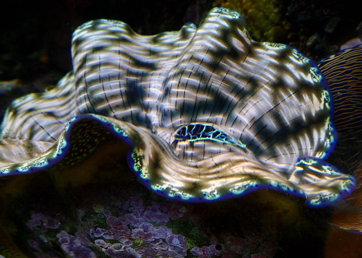 clam3.jpg