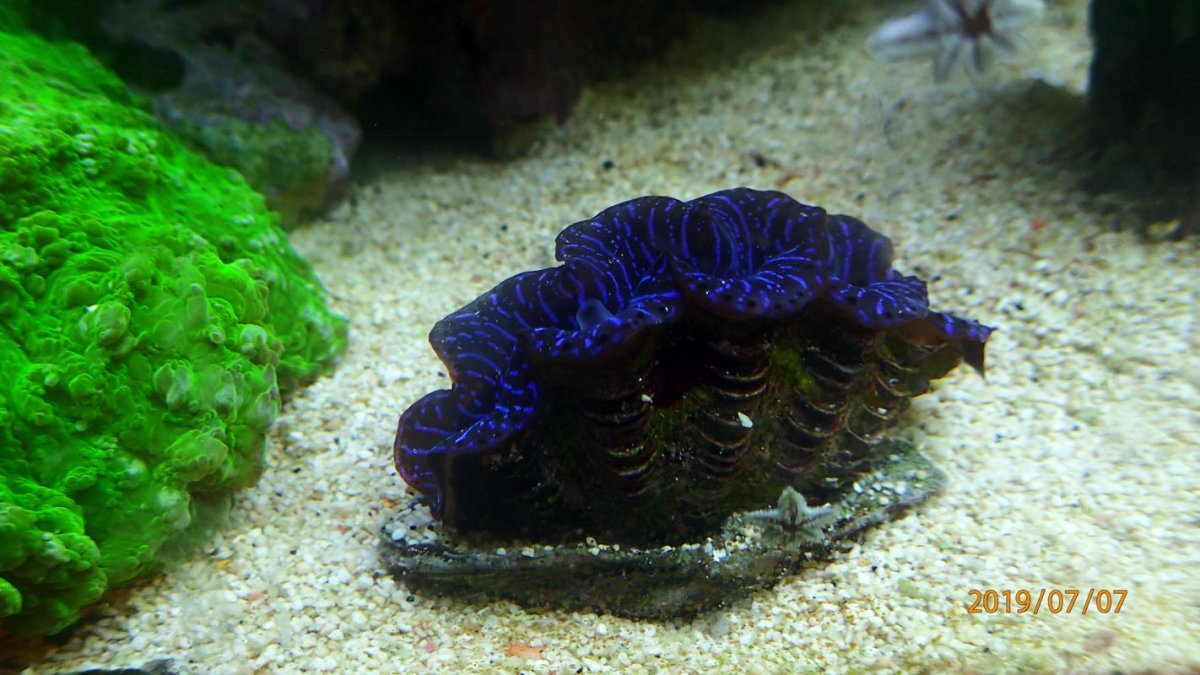 clam3.jpg