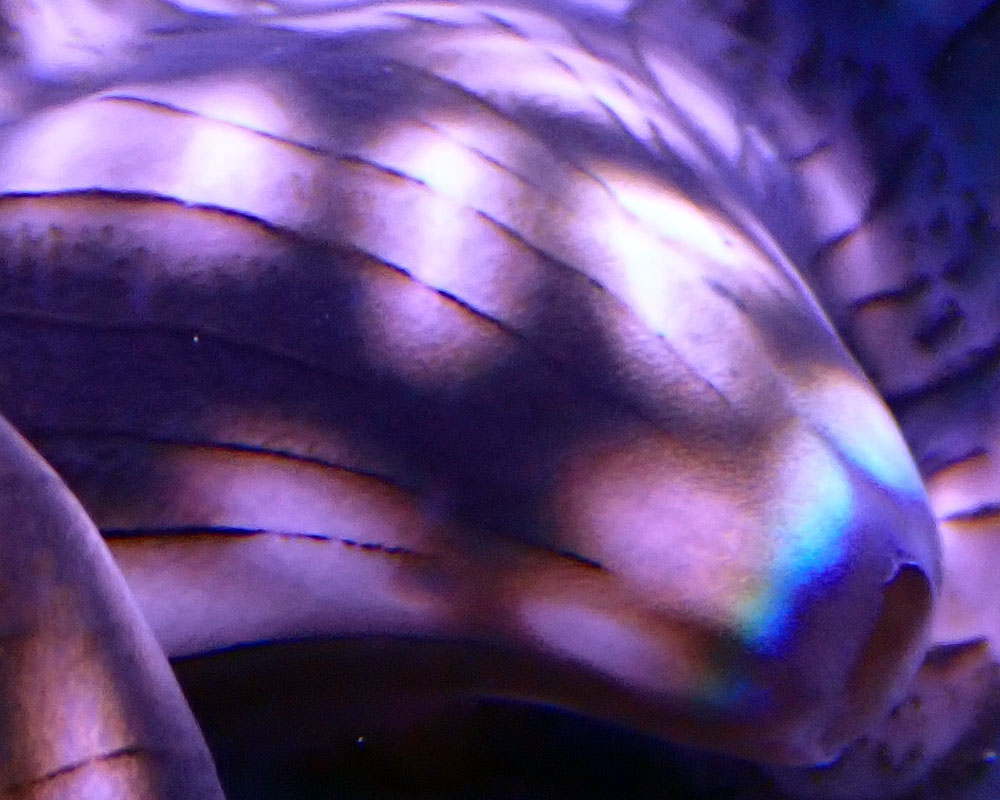 clam3.jpg