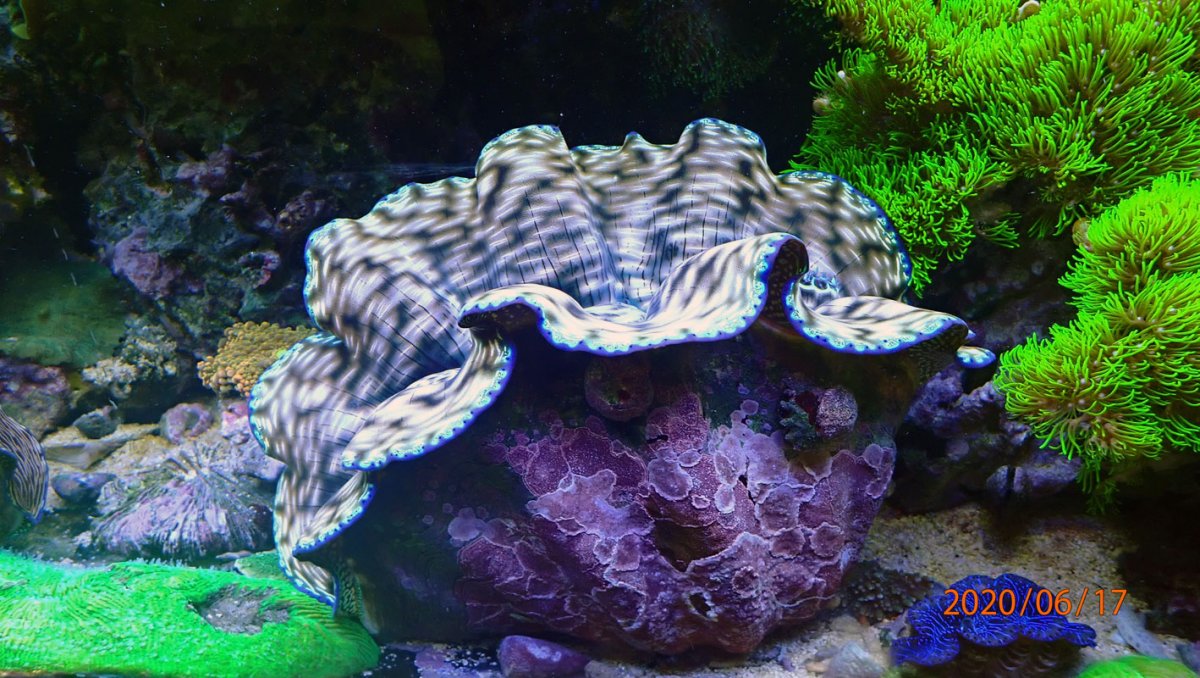 clam3.jpg