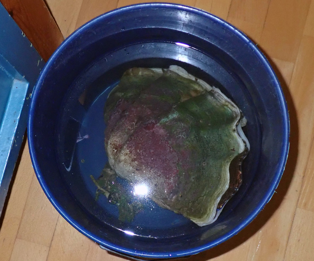 Clam3.jpg