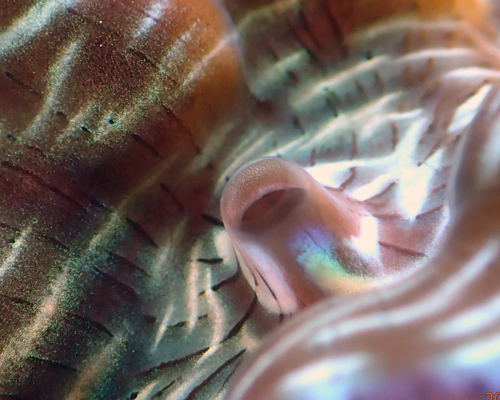 clam3.jpg