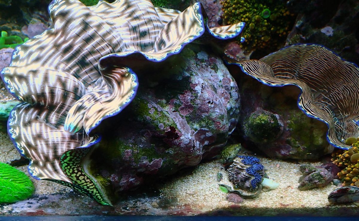 clam3.jpg