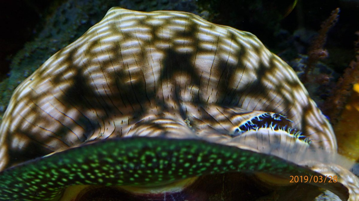 clam4.jpg