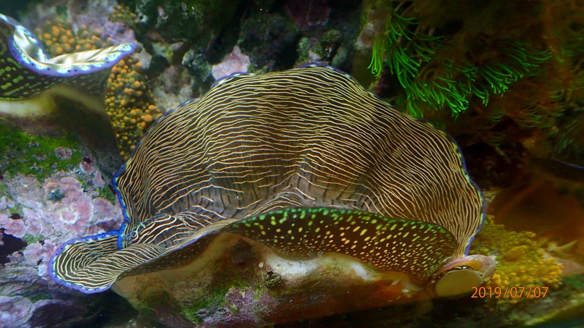 clam4.jpg