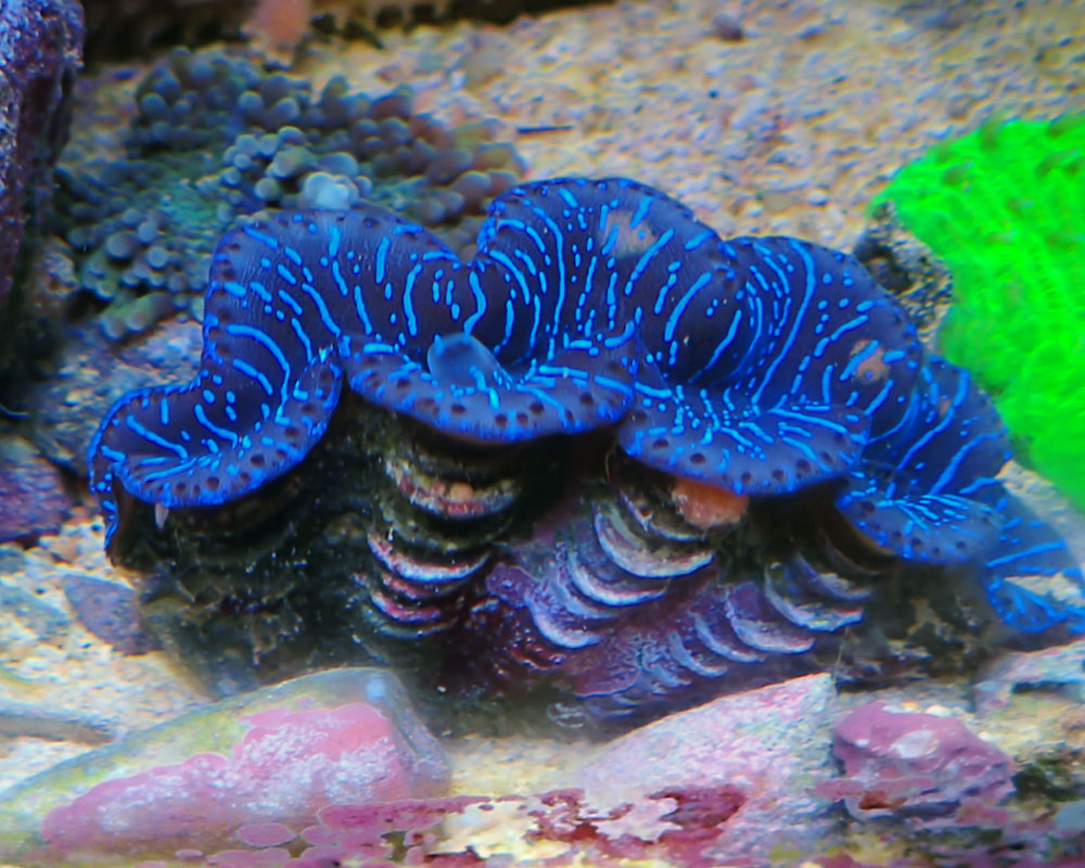 clam5.jpg