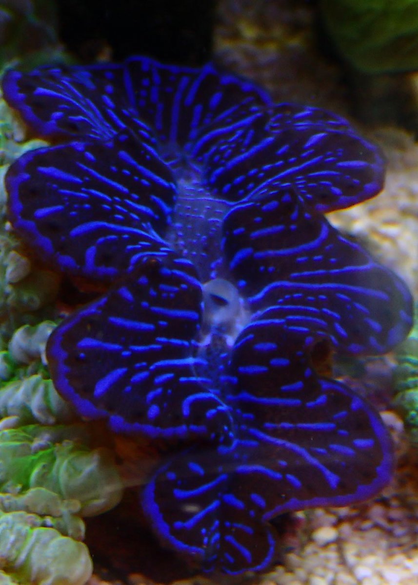 clam6.jpg