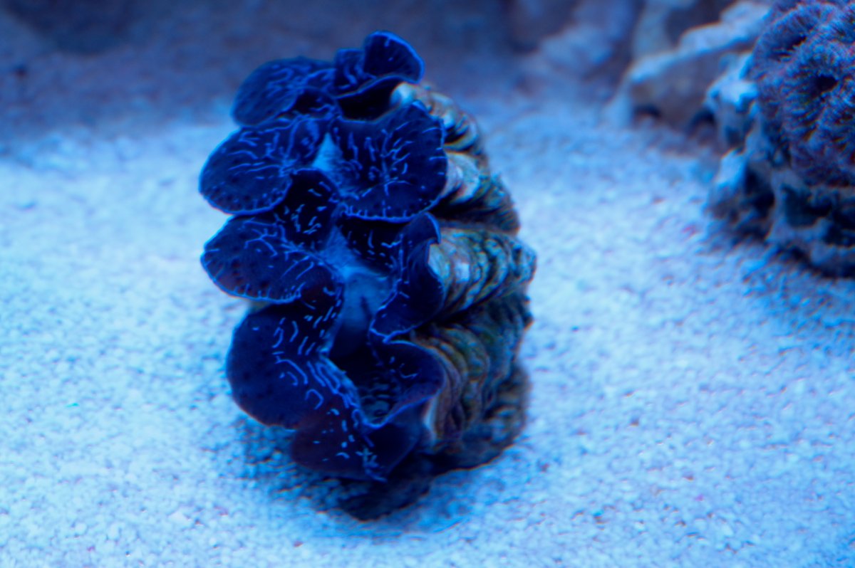 Clam_DxO.jpg