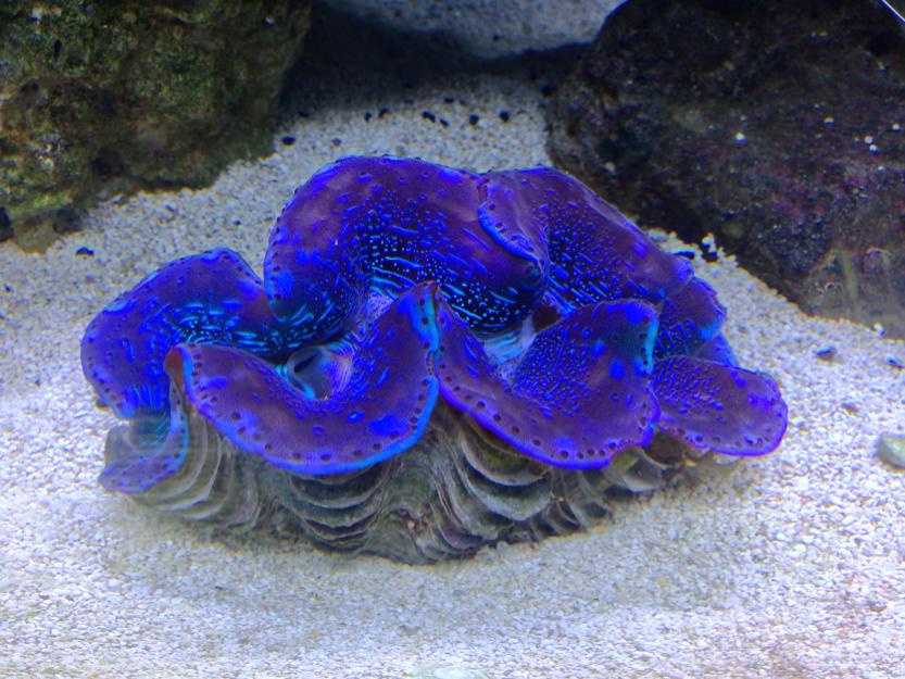 Clammy.jpg