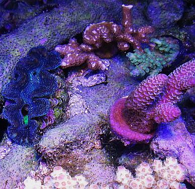 clamreef3.jpg