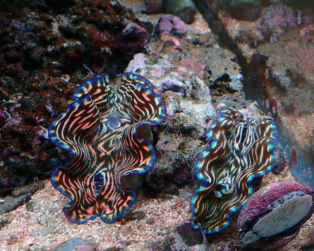 clams-jpg.543651