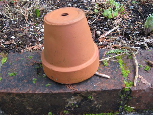 clay-pot-NW-Binetti-031612-5.jpg