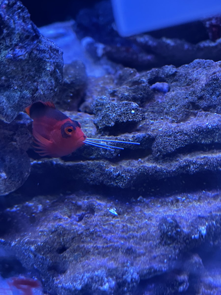 Will the flame hawk fish eat cleaner shrimp? | Page 3 | Reef2Reef
