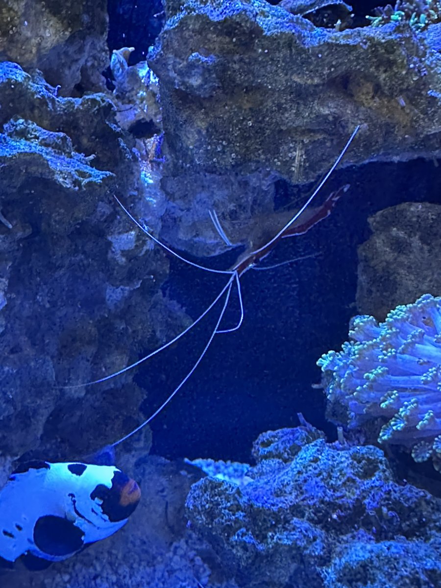 Cleaner Shrimp.jpeg
