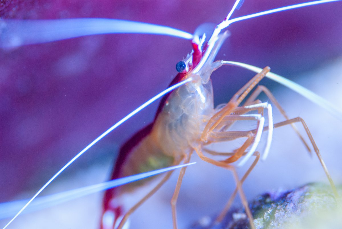 cleaner shrimp.jpg