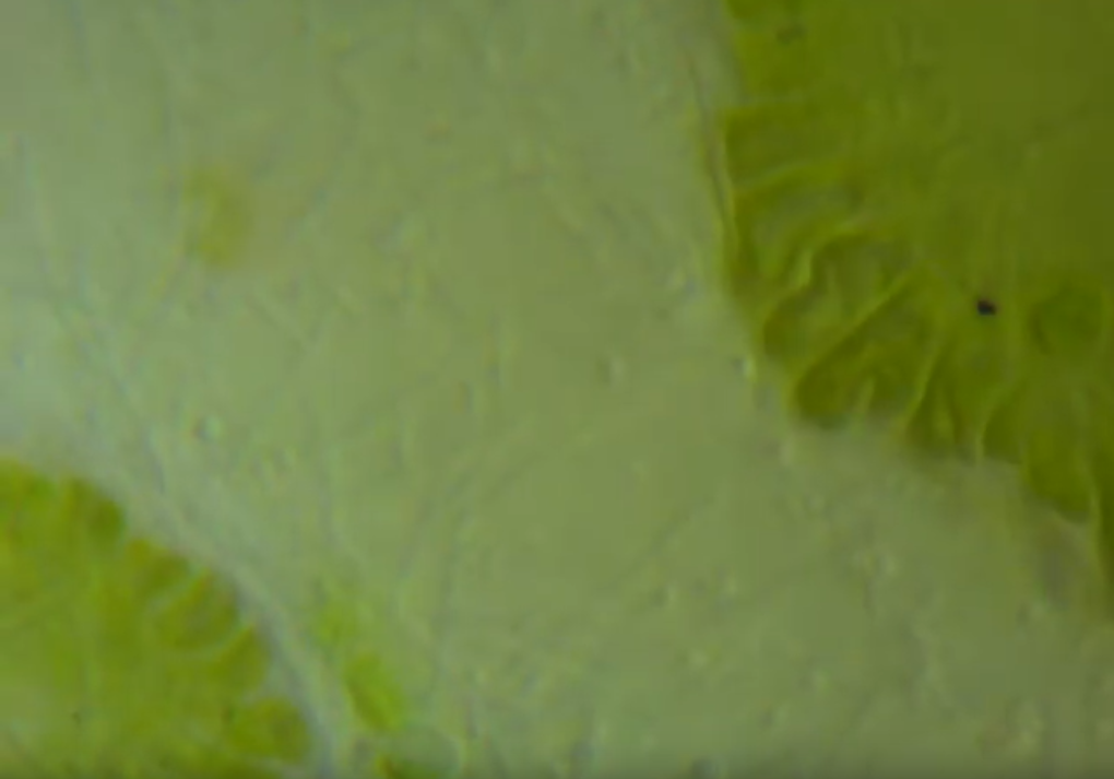 cleanpolyp.PNG