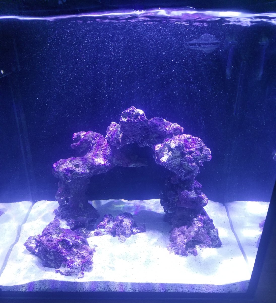 clearMicrobubbles.jpg