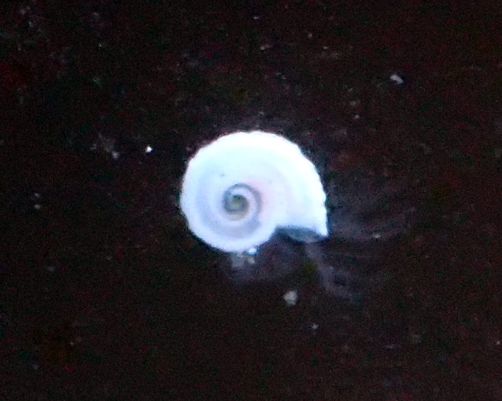 close-up3.jpg