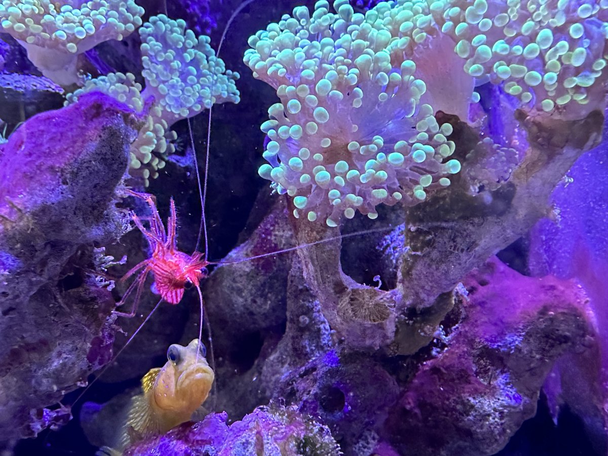 closeup-frogspawn-goby-shrimp.jpg