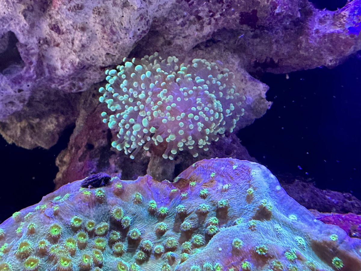 closeup-hermit-coral-frogspawn.jpg