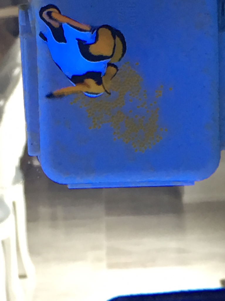 Clown Eggs.jpg