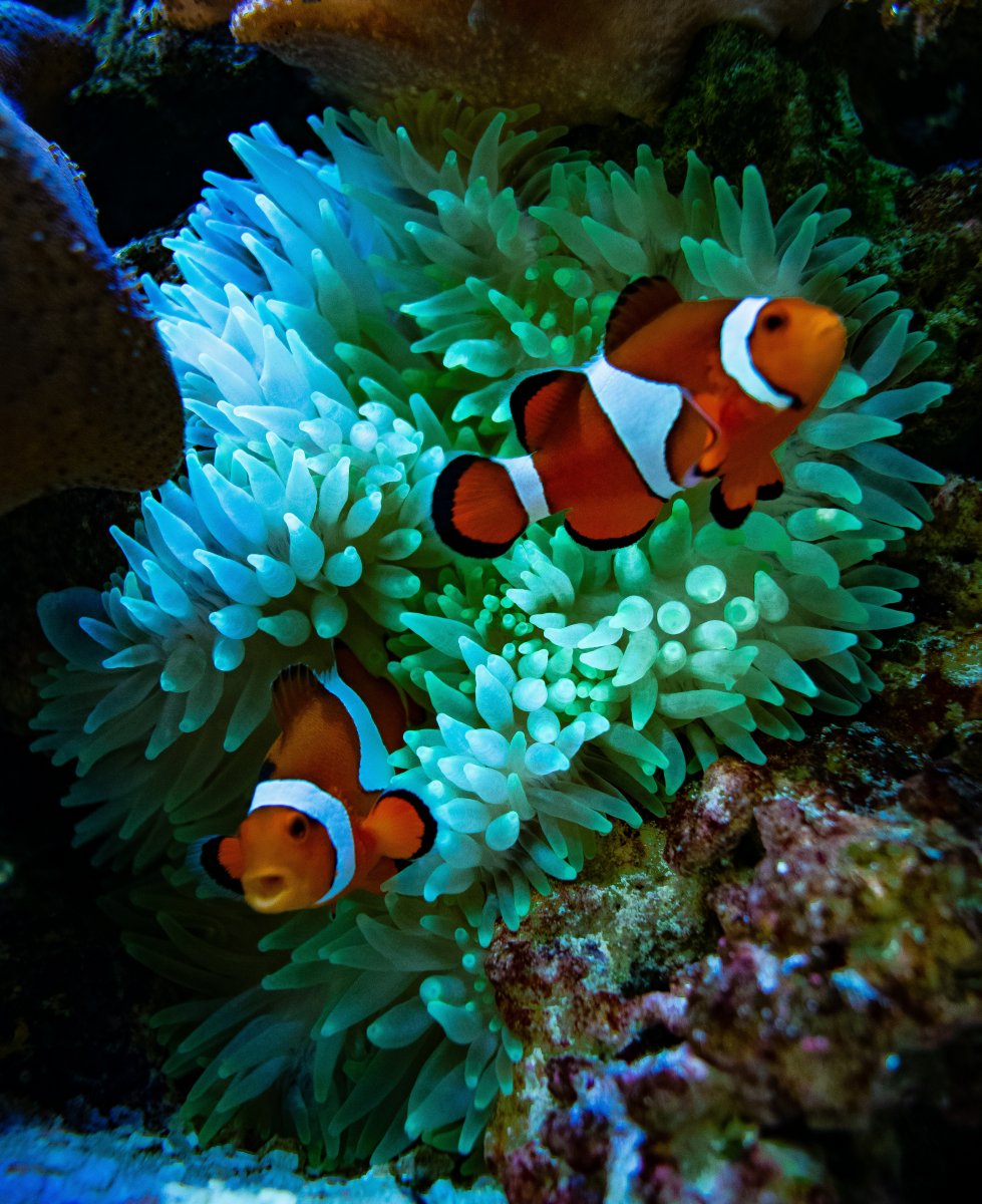 clown fish and anemone (1 of 1)-01.jpeg