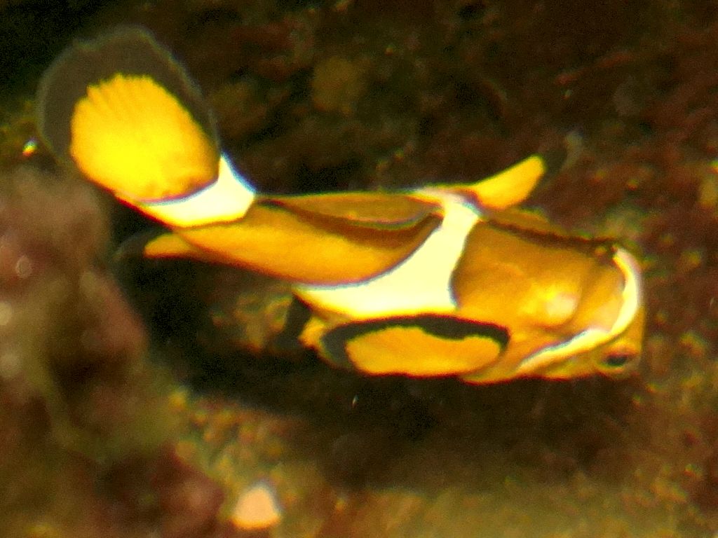 Clown Fish.jpg