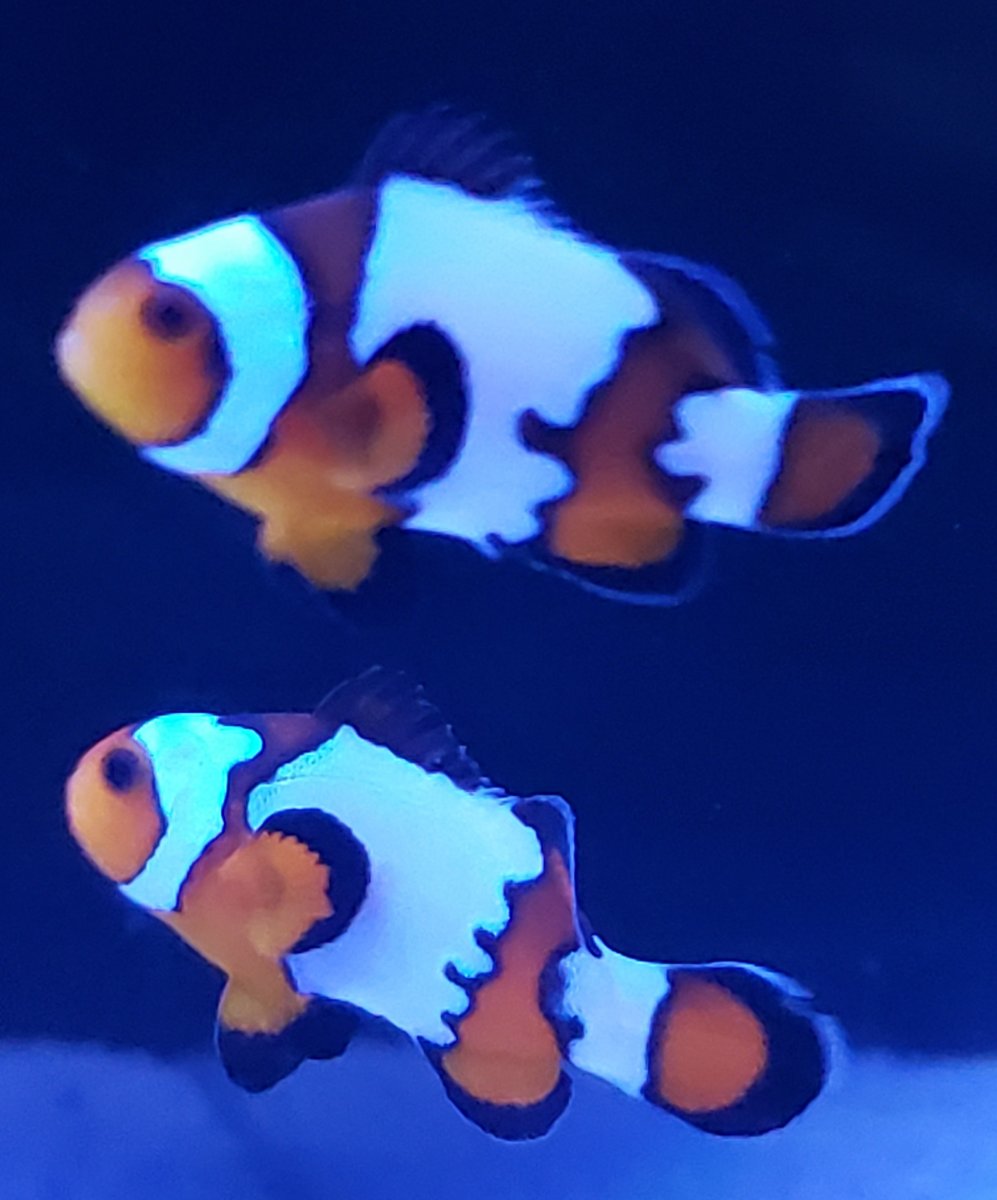 Clown Fish.jpg