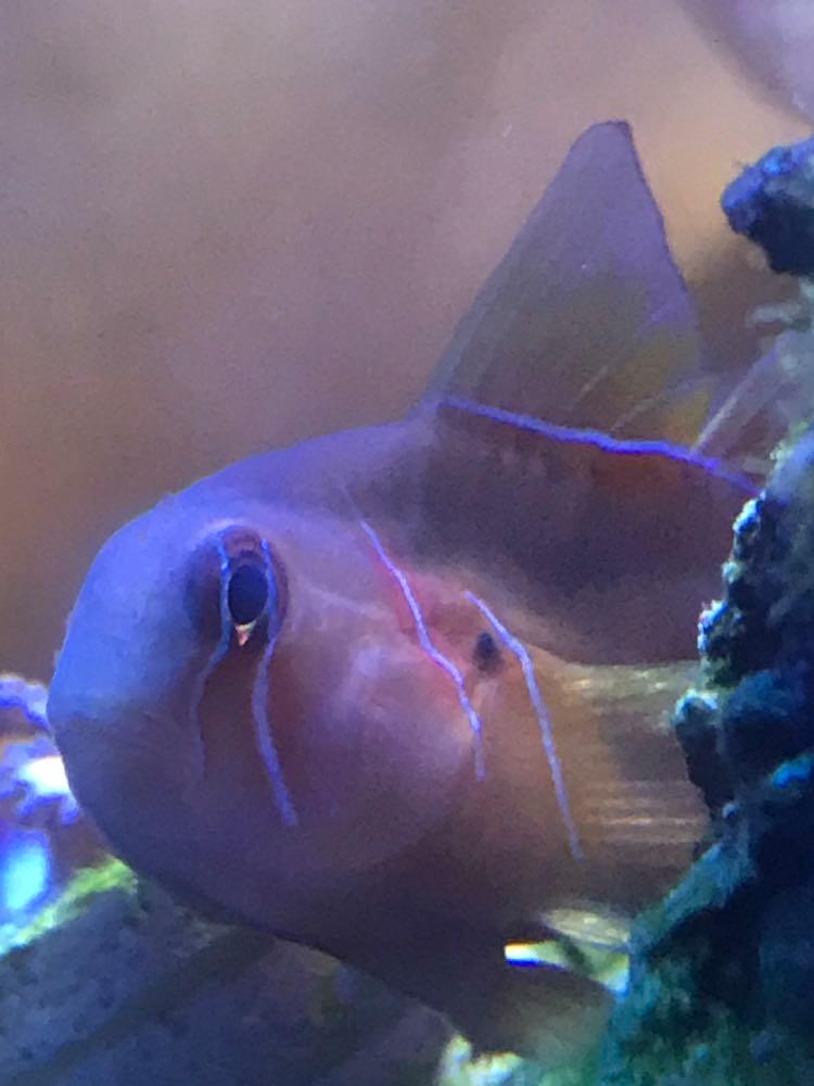 clown goby.jpg